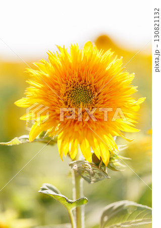 向日葵 向日葵 130821132