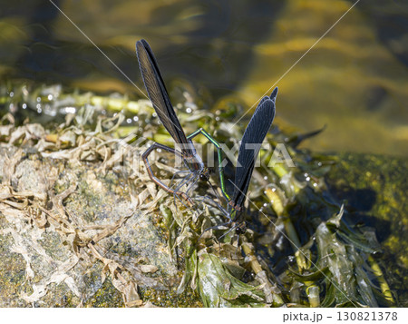 小川の石で交尾をするハグロトンボ 小川の石で交尾をするハグロトンボ 130821378