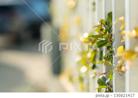 Green Leaves Grow Through White Fence in Bright 130821417