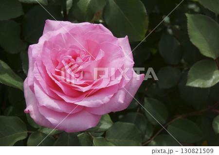 バラ 130821509