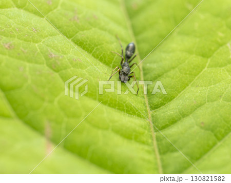 葉の上のアリグモ 葉の上のアリグモ 130821582