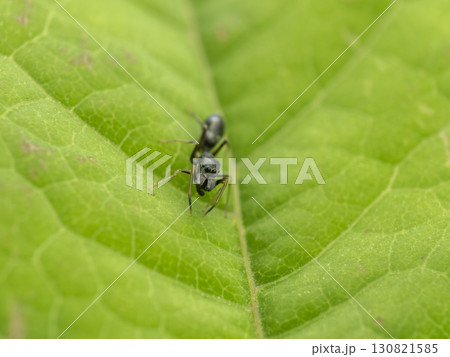 葉の上のアリグモ 130821585