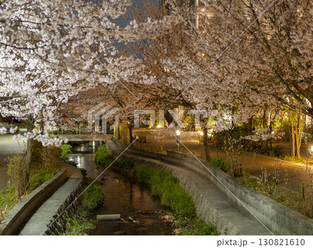 ライトアップされた公園の夜桜 130821610