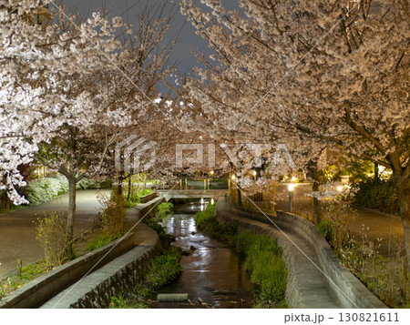 ライトアップされた公園の夜桜 ライトアップされた公園の夜桜 130821611