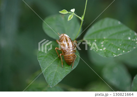 セミの抜け殻 セミの抜け殻 130821664