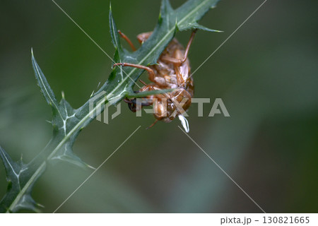 セミの抜け殻 130821665