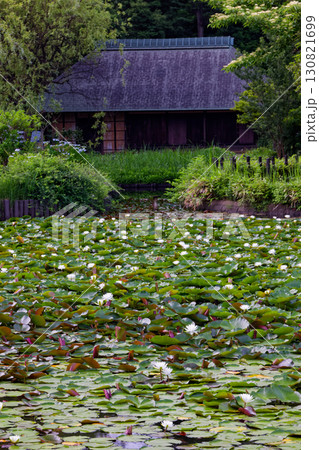 スイレン咲く港北ニュータウン・仲町台せせらぎ公園の池と古民家 130821699