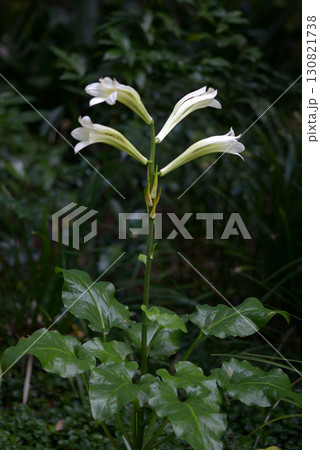 ウバユリ ウバユリ 130821738