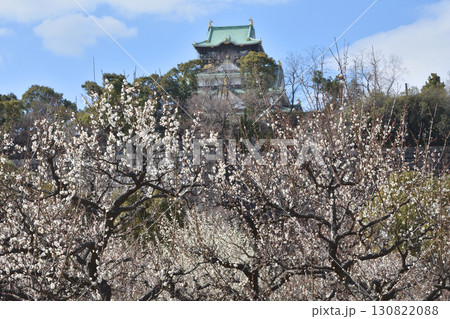 大阪城の梅 130822088