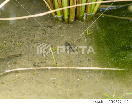 水田の水中に潜むヤゴ 130822140
