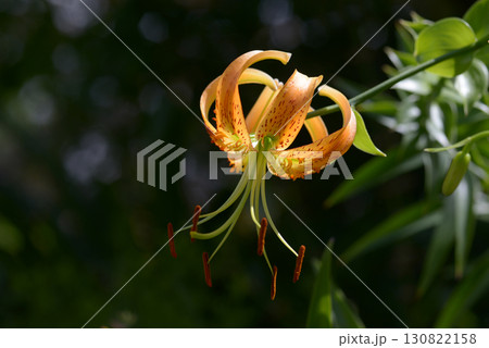 カノコユリ カノコユリ 130822158