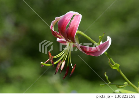 カノコユリ 130822159