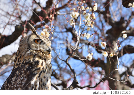 大阪城の木兎 130822166