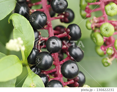 熟したヨウシュヤマゴボウの果実 130822231