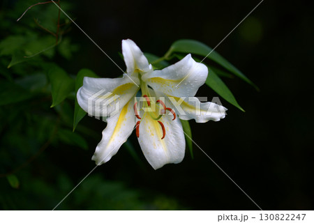 サクユリ 130822247