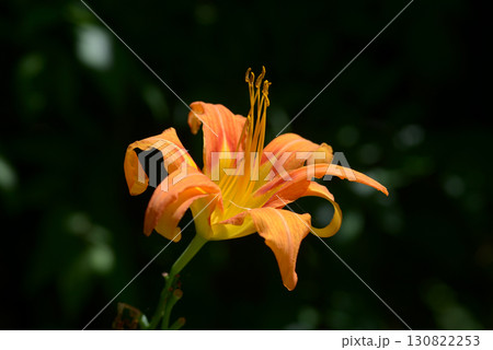 ヤブカンゾウ 130822253