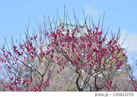 大阪城の梅 130822258