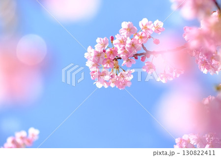 早春の河津桜のイメージ 130822411