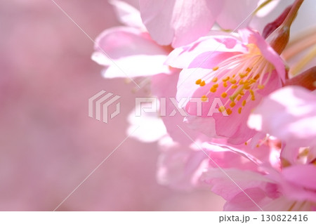 早春の河津桜のイメージ 早春の河津桜のイメージ 130822416