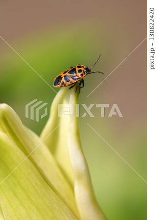 ヒメナガメとユリの花 ヒメナガメとユリの花 130822420