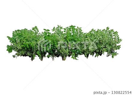 Pedilanthus tithymaloides plant , An erect shrub Pedilanthus tithymaloides plant , An erect shrub 130822554
