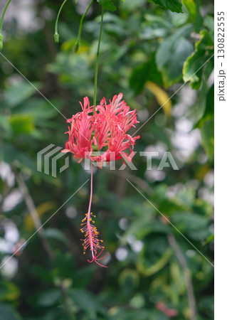 Spider Hibiscus (Hibiscus schizopetalus) Flower 130822555