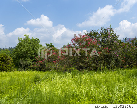 野原に咲いたサルスベリの花 野原に咲いたサルスベリの花 130822566