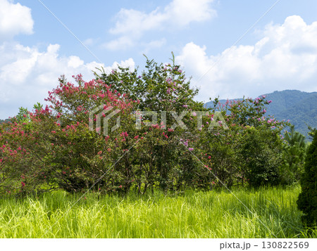 野原に咲いたサルスベリの花 130822569