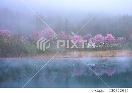 【朝霧と山桜】遅い春【聖高原・中牧湖】 130822653