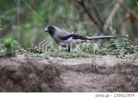 タイワンオナガ 130822974