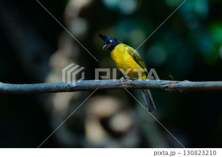 タイの熱帯雨林で見られる黄色と黒の美しい野鳥、エボシヒヨドリ 130823210