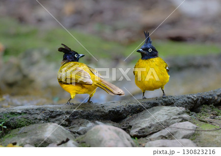 タイの熱帯雨林で見られる黄色と黒の美しい野鳥、エボシヒヨドリ 130823216