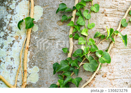 白い樹皮と緑の蔦の葉 白い樹皮と緑の蔦の葉 130823276