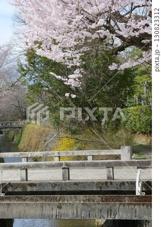 早春の哲学の道と琵琶湖疎水分線 130823312
