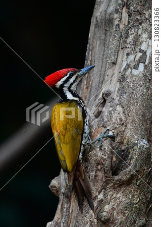 東南アジアの熱帯雨林で見られる美しい黄色と赤と黒のキツツキ、ズアカミユビゲラ 130823366