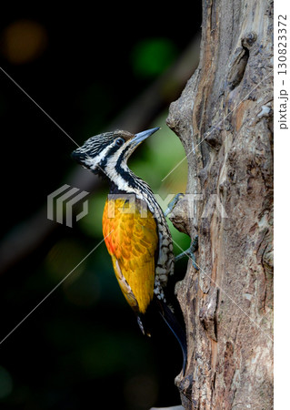 東南アジアの熱帯雨林で見られる美しい黄色と赤と黒のキツツキ、ズアカミユビゲラ 130823372