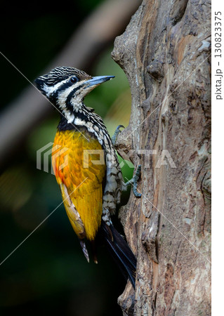 東南アジアの熱帯雨林で見られる美しい黄色と赤と黒のキツツキ、ズアカミユビゲラ 130823375