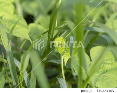 葉に乗る小さなアダンソンハエトリの幼体 130823405