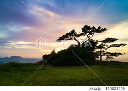 自然な盆栽 130823496