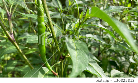 とうがらし 130823812