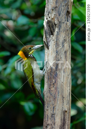 東南アジアの熱帯雨林で見られる美しい黄色と赤と緑のキツツキ、キエリアオゲラ 130823899