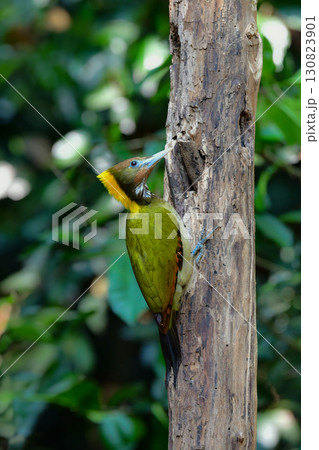 東南アジアの熱帯雨林で見られる美しい黄色と赤と緑のキツツキ、キエリアオゲラ 130823901