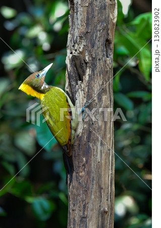 東南アジアの熱帯雨林で見られる美しい黄色と赤と緑のキツツキ、キエリアオゲラ 130823902
