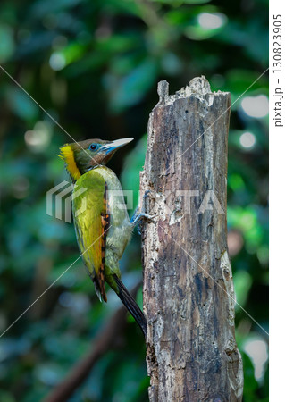 東南アジアの熱帯雨林で見られる美しい黄色と赤と緑のキツツキ、キエリアオゲラ 130823905