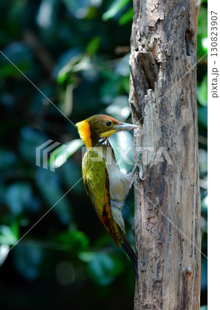 東南アジアの熱帯雨林で見られる美しい黄色と赤と緑のキツツキ、キエリアオゲラ 130823907