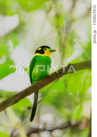 東南アジアの熱帯雨林で見られる美しい黄色と緑と黒の野鳥、オナガヒロハシ 東南アジアの熱帯雨林で見られる美しい黄色と緑と黒の野鳥、オナガヒロハシ 130823932