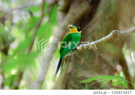 東南アジアの熱帯雨林で見られる美しい黄色と緑と黒の野鳥、オナガヒロハシ 東南アジアの熱帯雨林で見られる美しい黄色と緑と黒の野鳥、オナガヒロハシ 130823937