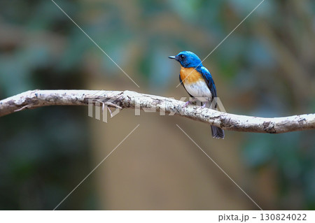 東南アジアの熱帯雨林で見られる美しい青とオレンジの小鳥、インドシナヒメアオヒタキ 130824022