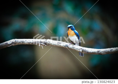 東南アジアの熱帯雨林で見られる美しい青とオレンジの小鳥、インドシナヒメアオヒタキ 130824023