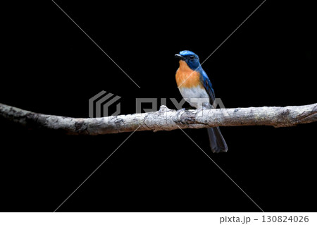 東南アジアの熱帯雨林で見られる美しい青とオレンジの小鳥、インドシナヒメアオヒタキ 130824026